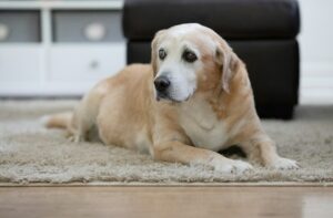 Read more about the article The Benefits of Pet Euthanasia at Home Versus a Veterinary Hospital