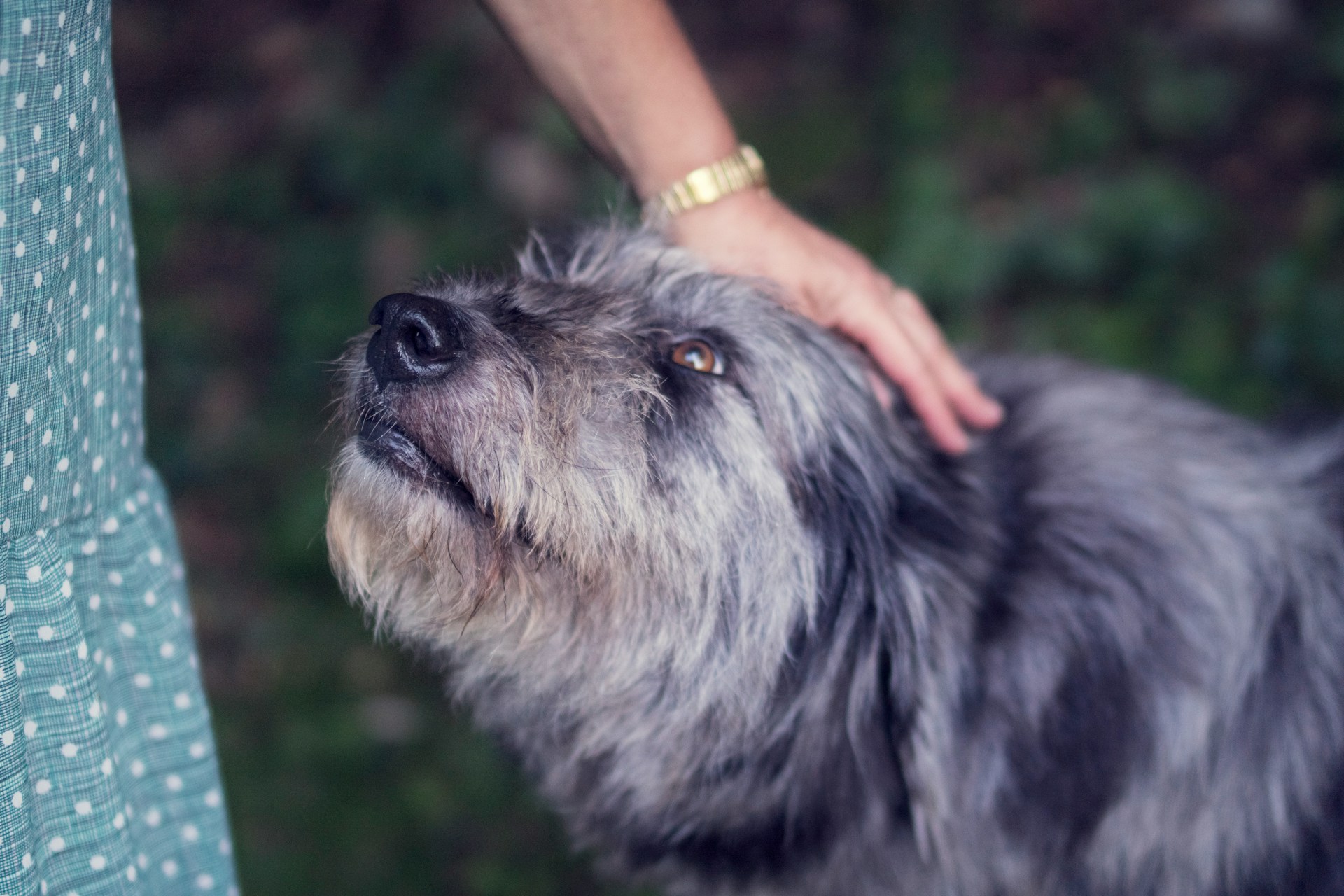 Read more about the article Tips for Making Your Aging Pet’s Last Days Enjoyable and Pain-Free