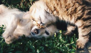 Read more about the article Ways To Remember Your Beloved Pet