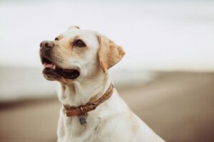 Read more about the article What to Do When Your Pet Passes Away in the New York City Area