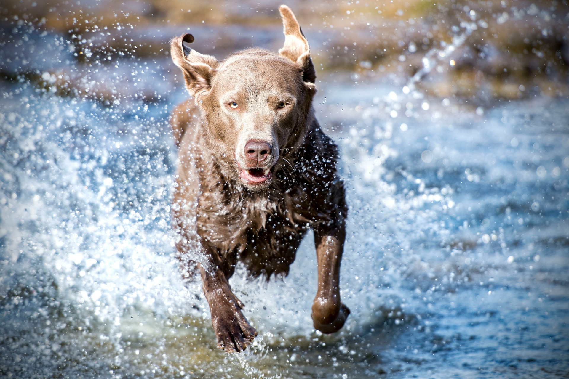 Read more about the article Fun Activities to Do with Your Aging Dog