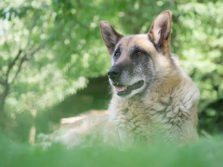 Making the Last Few Years of Your Dog’s Life Enjoyable with PetsToremember.com