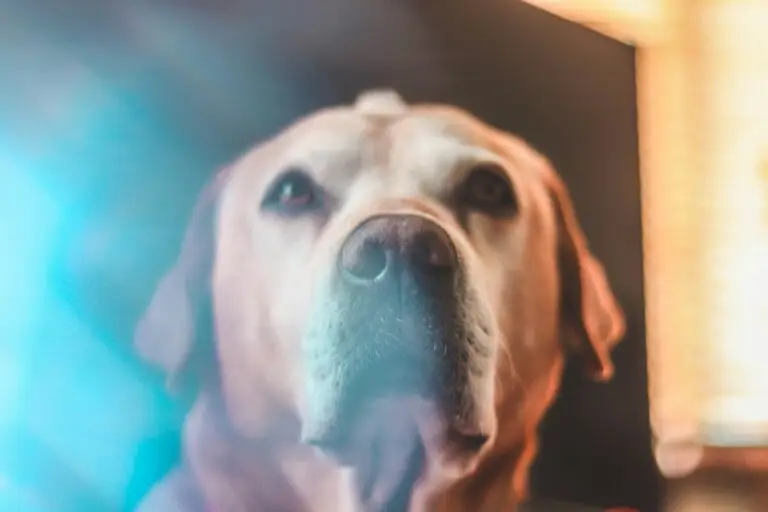 Understanding the Need for a Pet Autopsy and How PetsToRemember.com Can Help