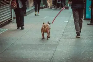 Read more about the article Pet Cremation Near Me in New York