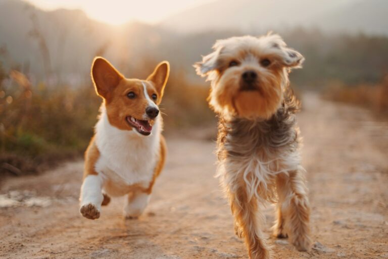 Private vs. Communal Pet Cremation: What to Know