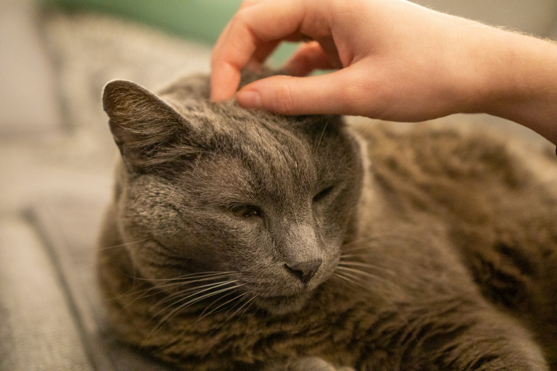 How much does it cost to cremate a cat, 2026 cat cremation pricing from Pets To Remember